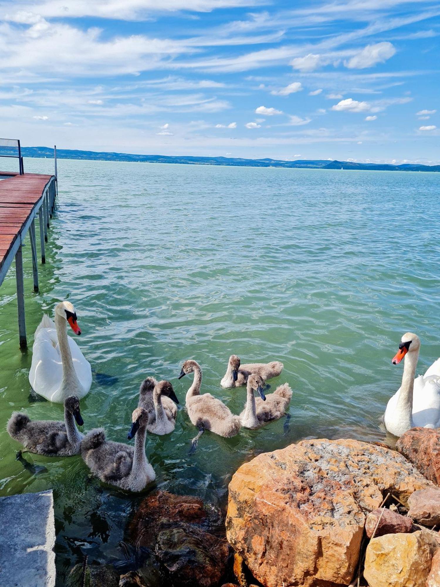 Flamingo Apartman Balatonszarszo Luaran gambar